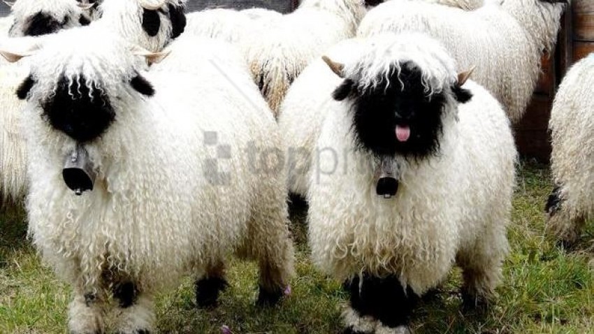 white sheep black sheep background best stock photos - Image ID 129882