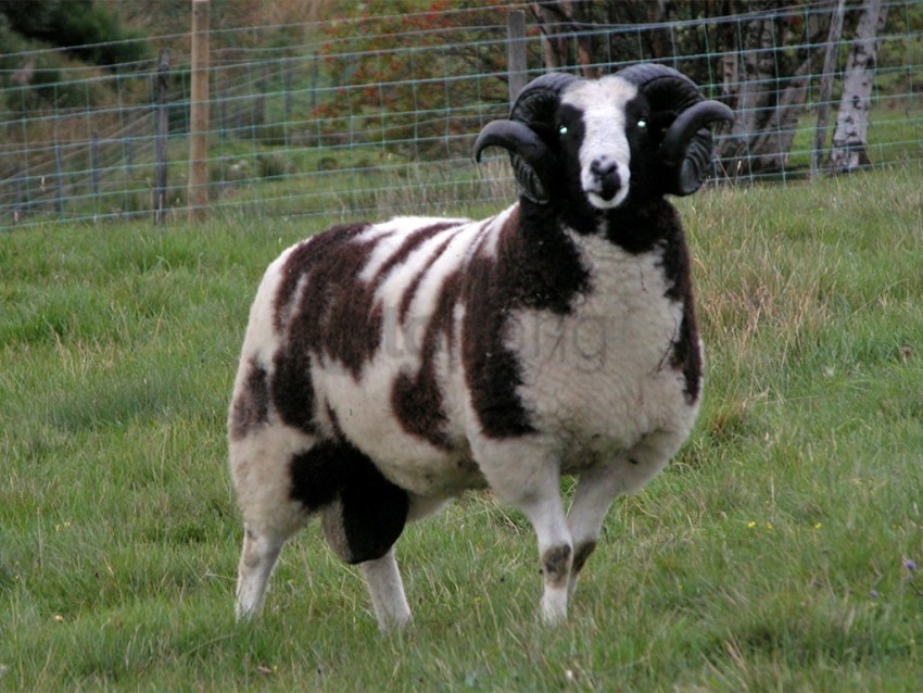 white sheep black sheep, blacks,white,sheep,whites,black,blacksheep