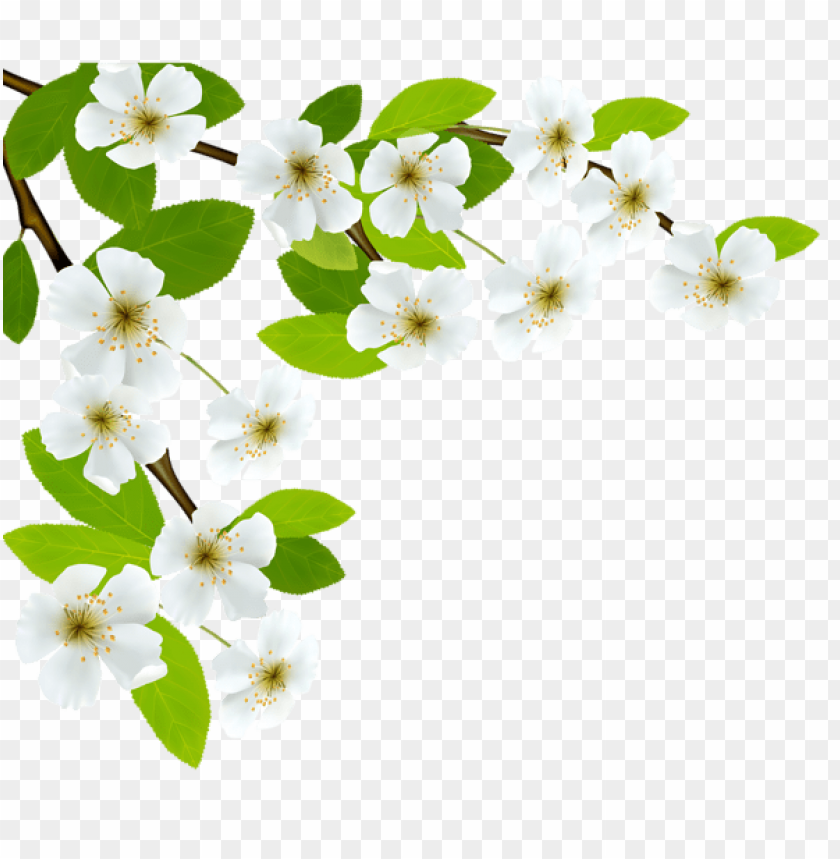 PNG image of white spring branch with a clear background - Image ID 47144