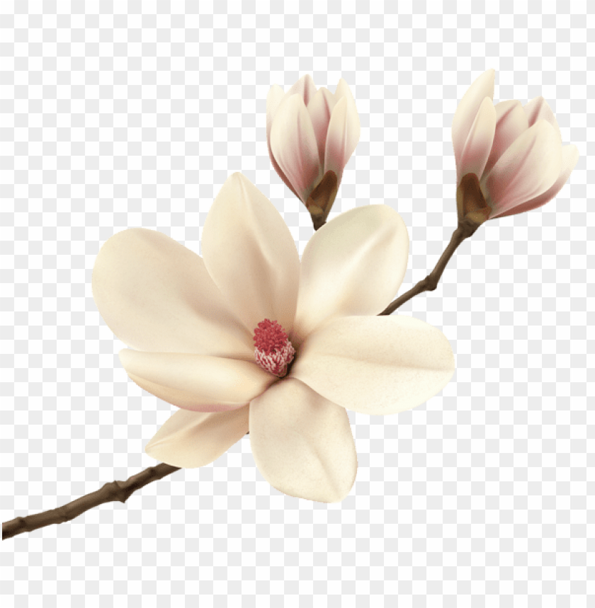 PNG image of white spring magnolia branch with a clear background - Image ID 47188
