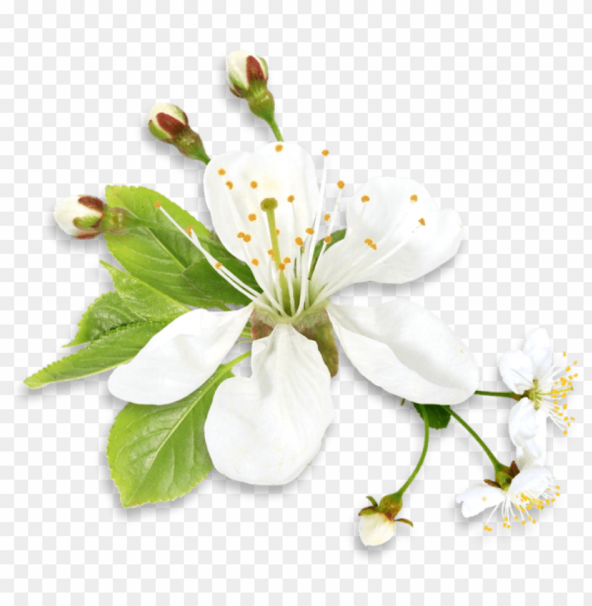 PNG image of white spring tree flower with a clear background - Image ID 47228