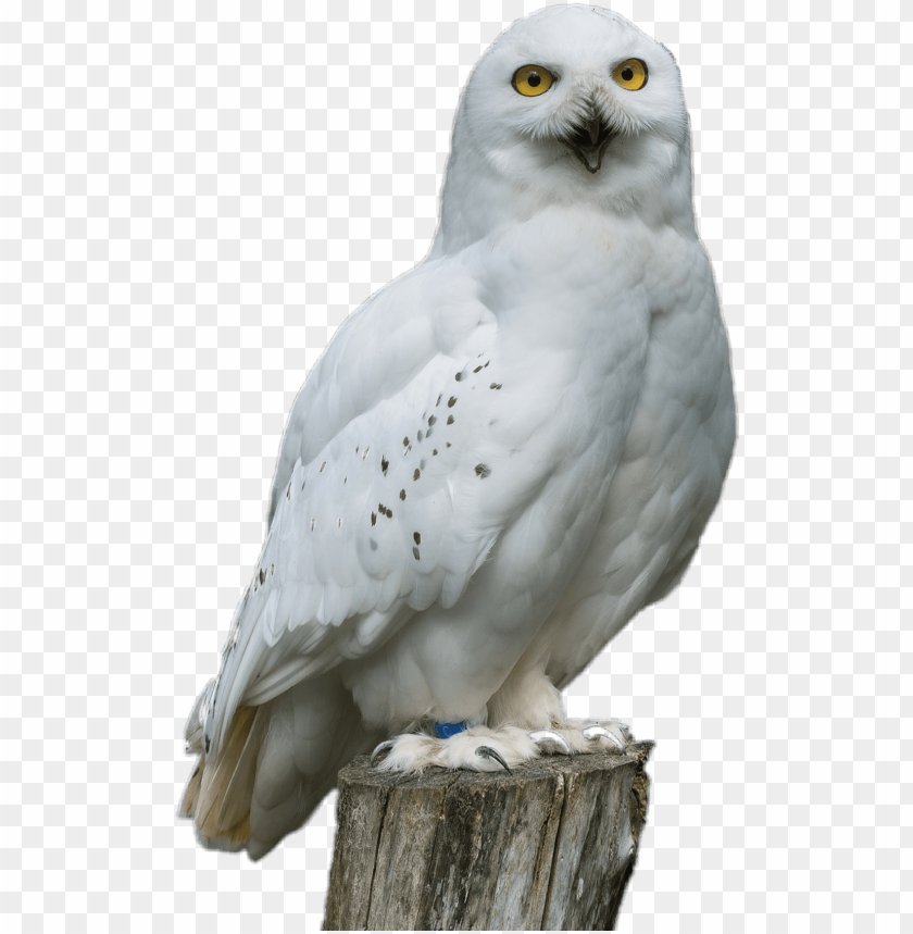 Download White Sticker Snowy Owl Png Image With Transparent Background Toppng