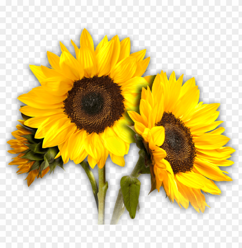 Free Free 326 Realistic Sunflower Svg SVG PNG EPS DXF File