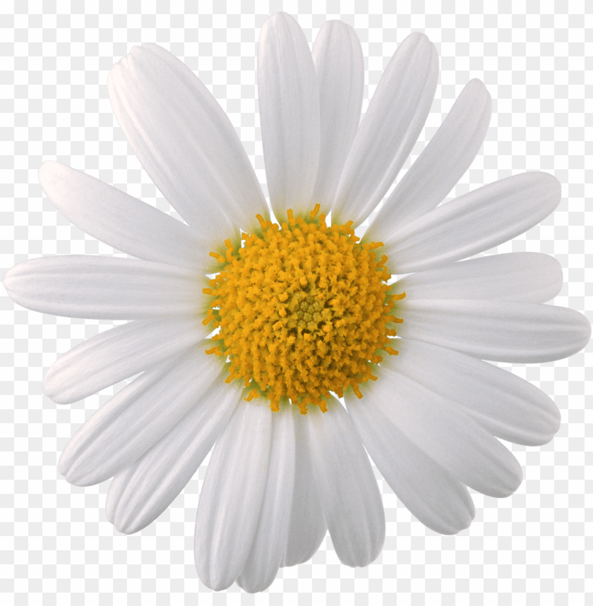 white sunflower png, white,whites,sunflower,png