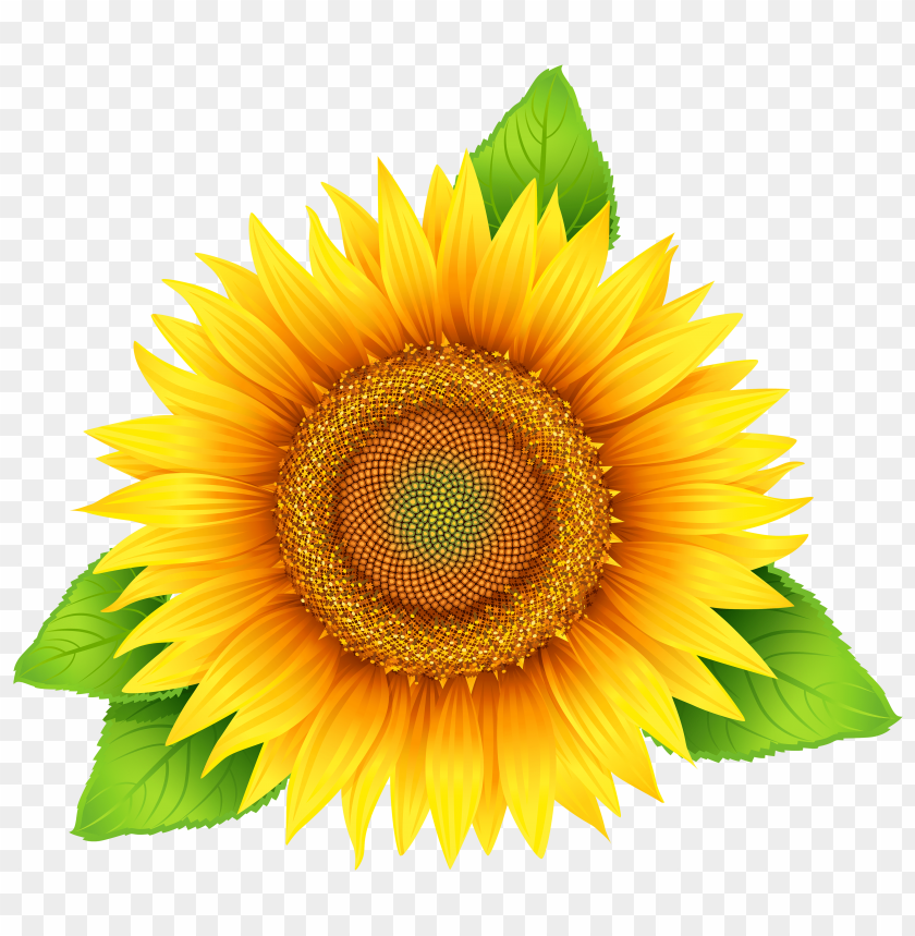 white sunflower png, white,whites,sunflower,png