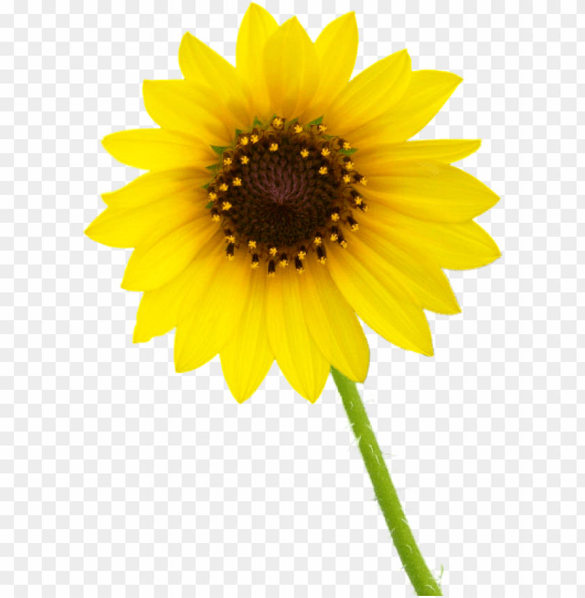 white sunflower png, png,sunflower,white,whites