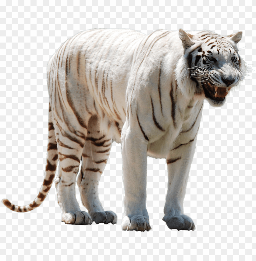 
fight
, 
male
, 
tail
, 
america
, 
white
, 
tiger
, 
maleangry
