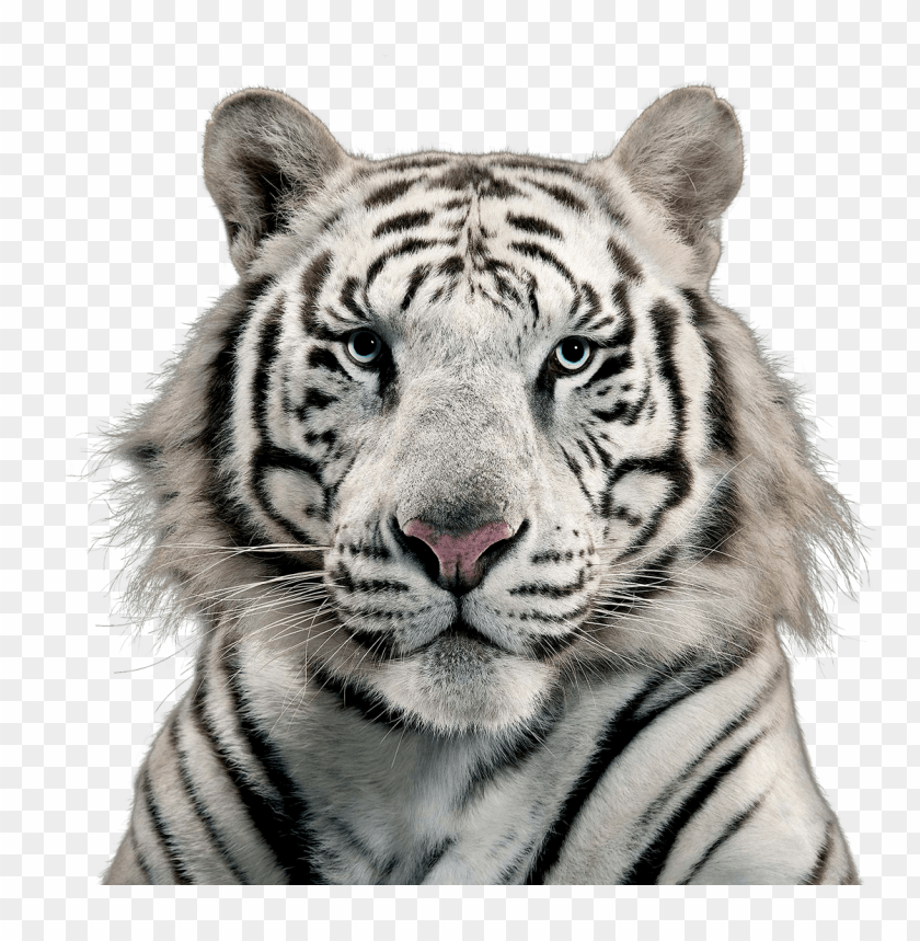 real white tiger face