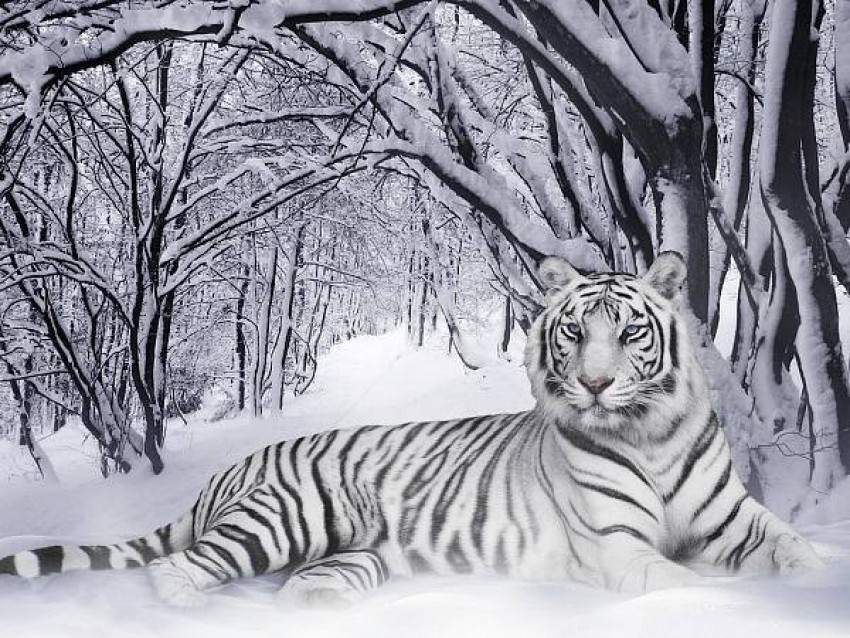 Background White Tiger gambar ke 11