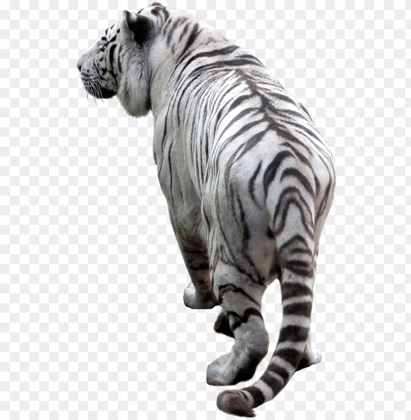 animals, tigers, white tiger back, 