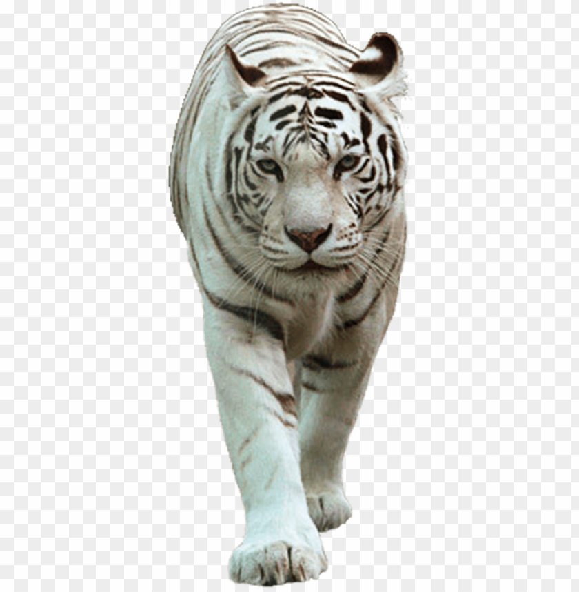white tiger png - white tiger images PNG image with transparent background  | TOPpng