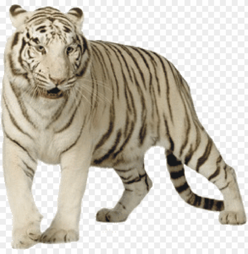 white tiger - white tiger PNG image with transparent background | TOPpng