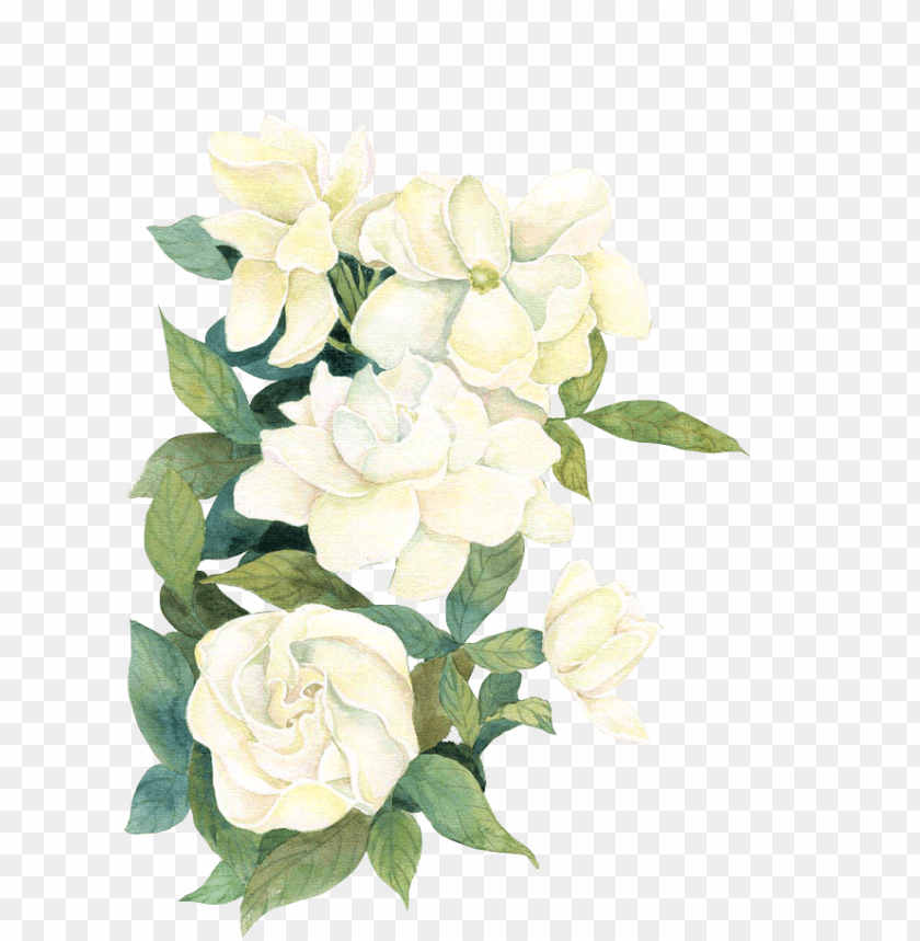 White Watercolor Flwoers White Watercolor Flowers Png Image With Transparent Background Toppng