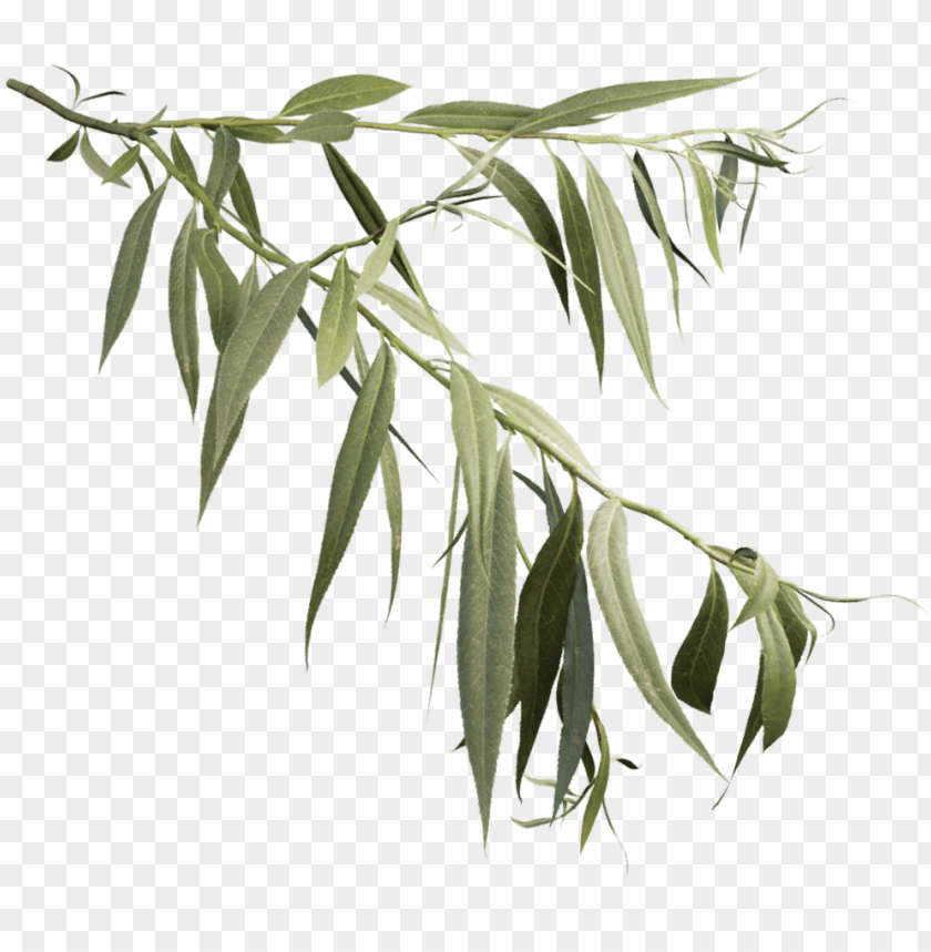 White Willow - Weeping Willow Branch PNG Transparent With Clear Background ID 226269
