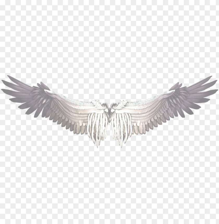 isolated, wing, pharmacy, lion, medical, angel wings, medicine