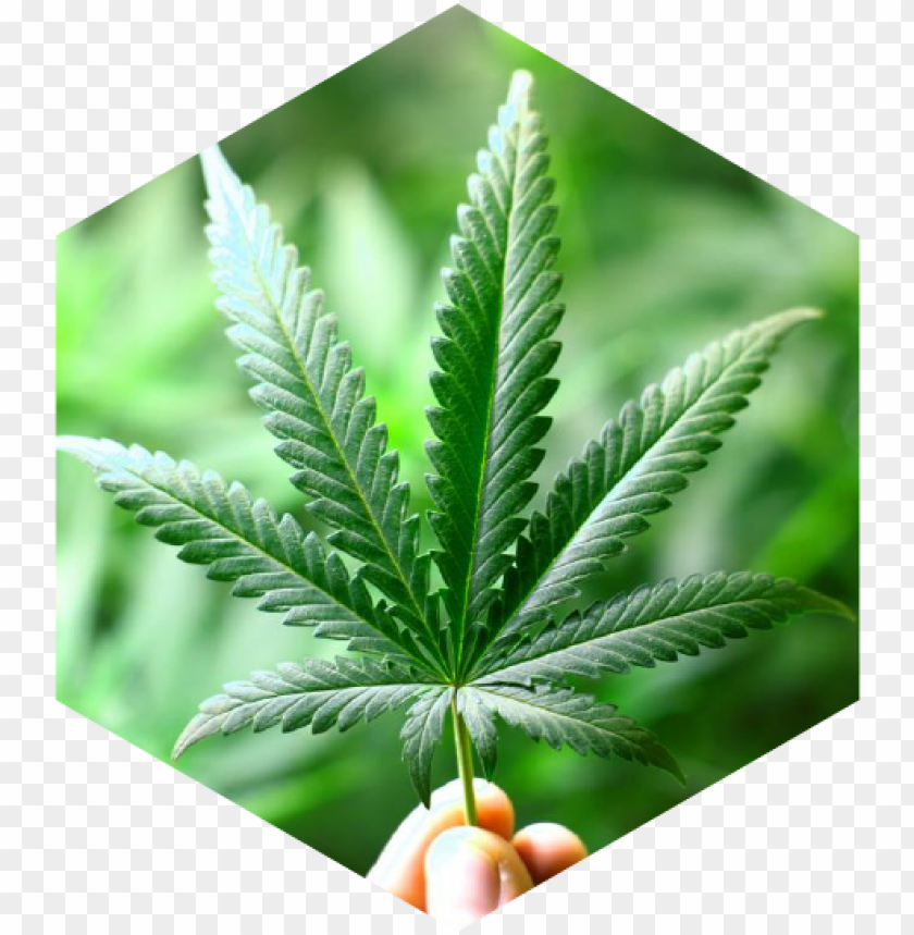 why would hemp be grown for cannabidiol cbd real cannabis leaf PNG transparent with Clear Background ID 266466