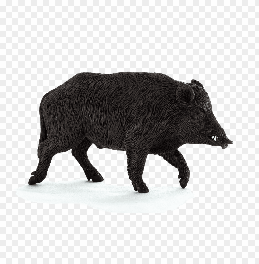 wild boar,animals