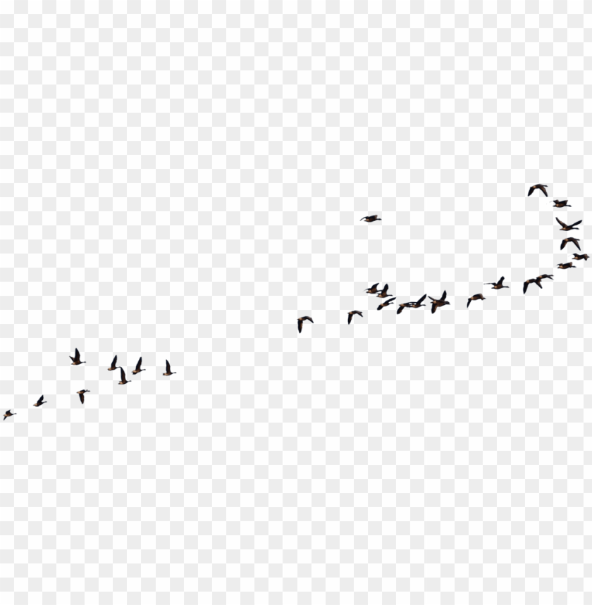 free PNG wild geese flying goose - geese flying no background PNG image with transparent background PNG images transparent
