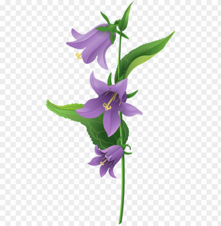 wild purple bell flower