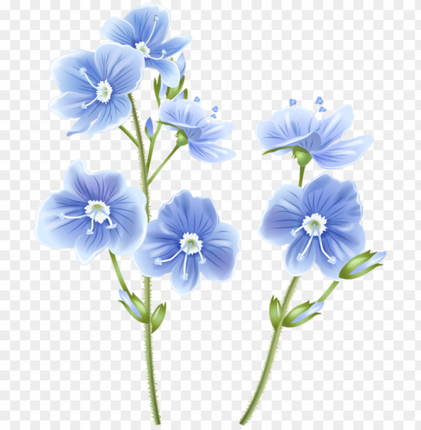 wildflower blue