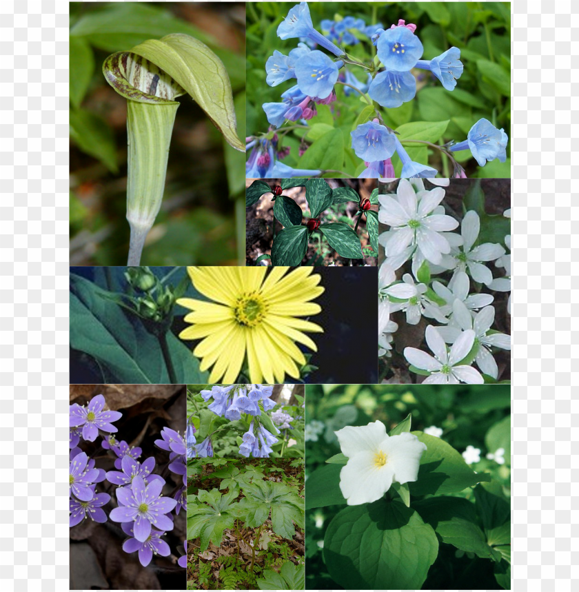 wildflower, floral, flower, nature, leaf, botanical, blossom