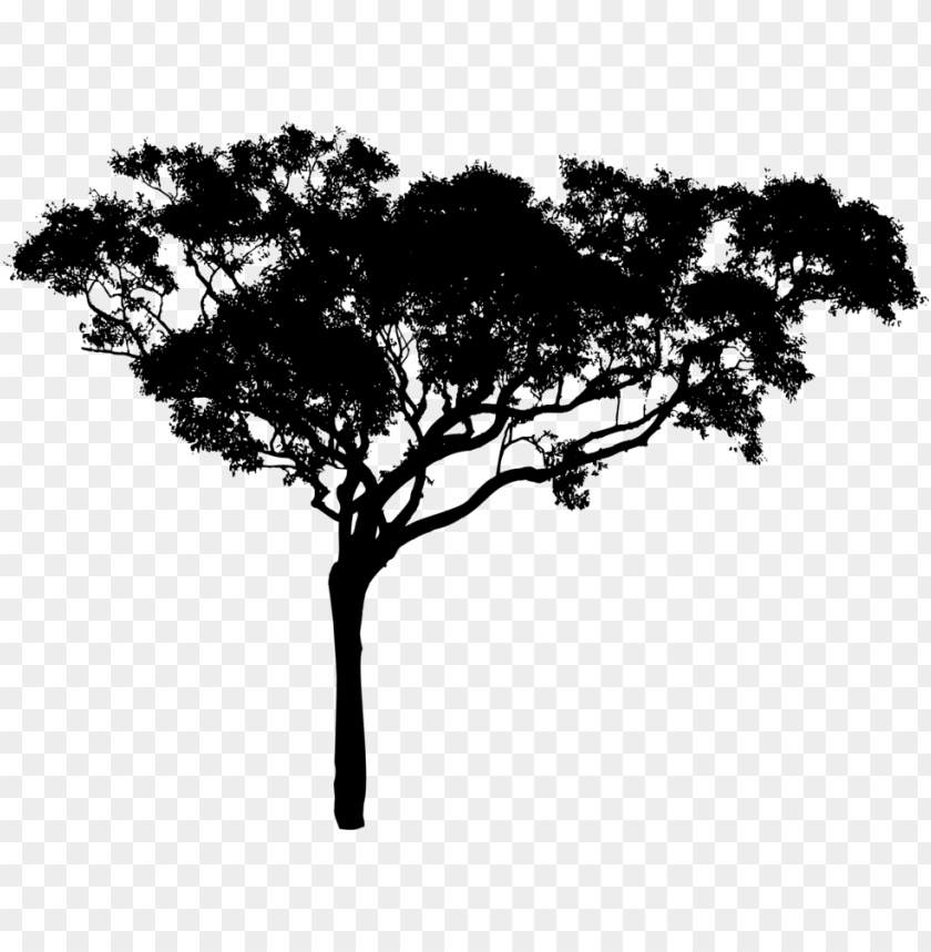 Willow Drawing Nature Tree Silhouette Branch Free Picture - Tree Vector Black PNG Transparent With Clear Background ID 174617