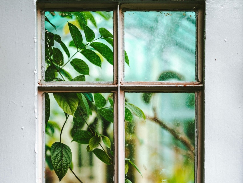 window, branch, leaves, plant, view
