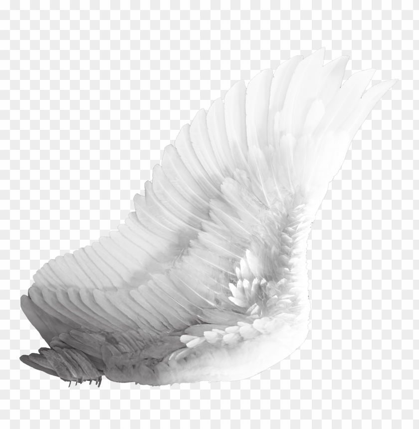 Demon Wings From Saler1 Picture Source And Download - Transparent Demon  Wings PNG Image With Transparent Background