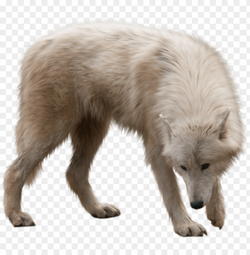 winter animals png - animal PNG image with transparent background | TOPpng