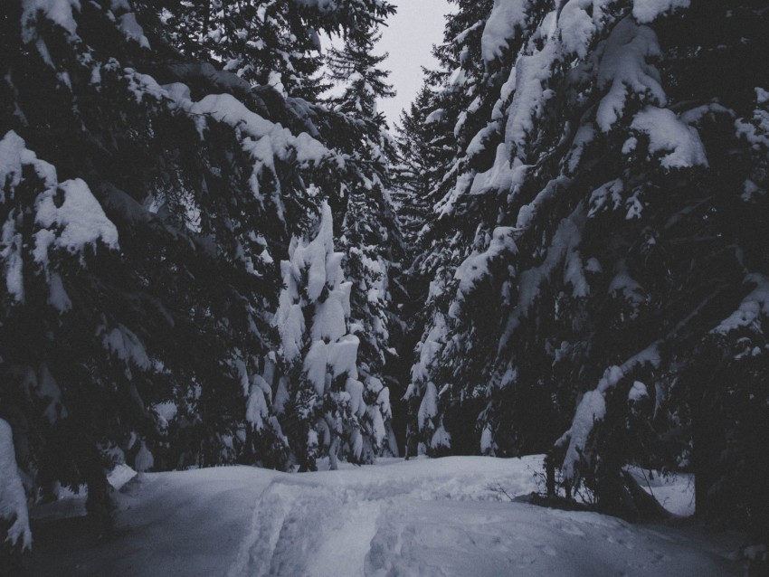 winter, forest, snow, trees, passage