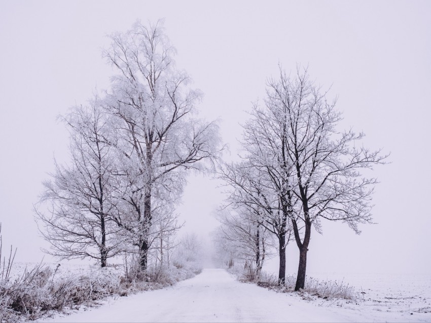 winter, forest, trees, snow, road, fog