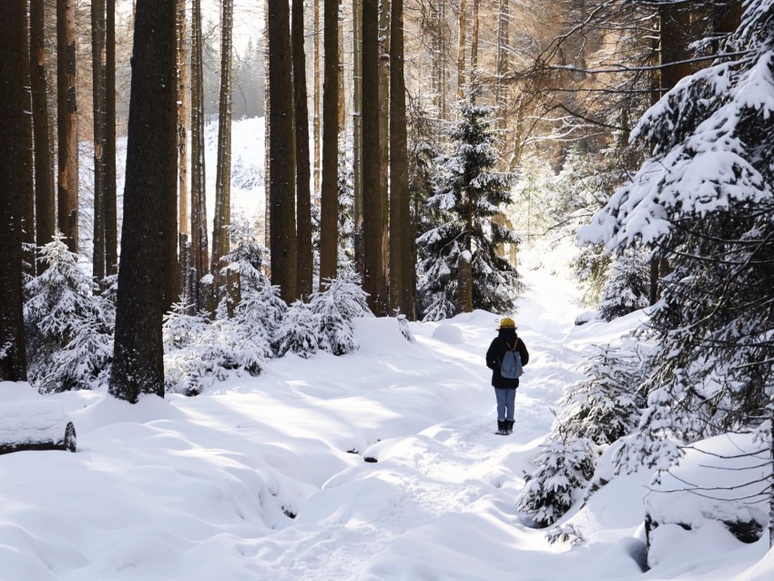 winter, forest, walk, snow, trees, solitude