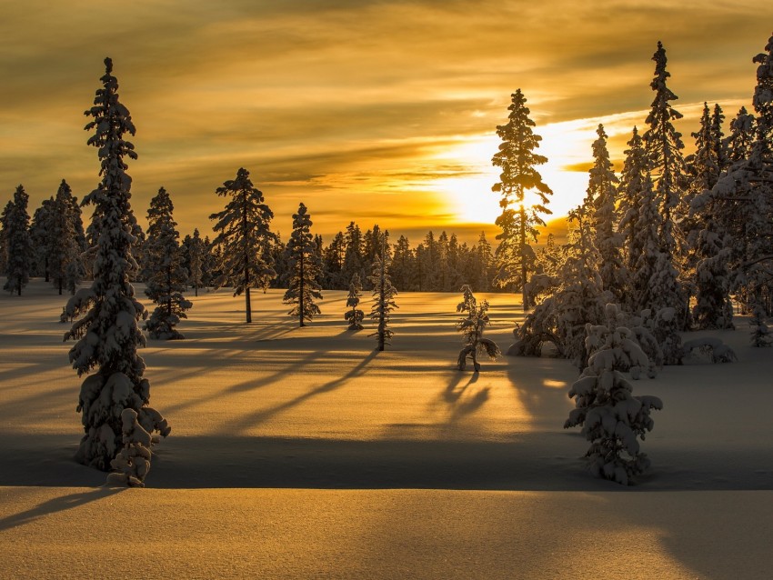 winter, snow, fir-tree, trees, sunset