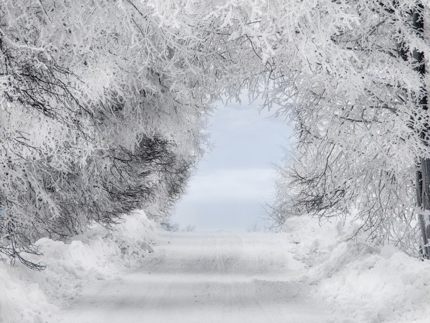 winter, snow, forest, road, arch, branches, frost