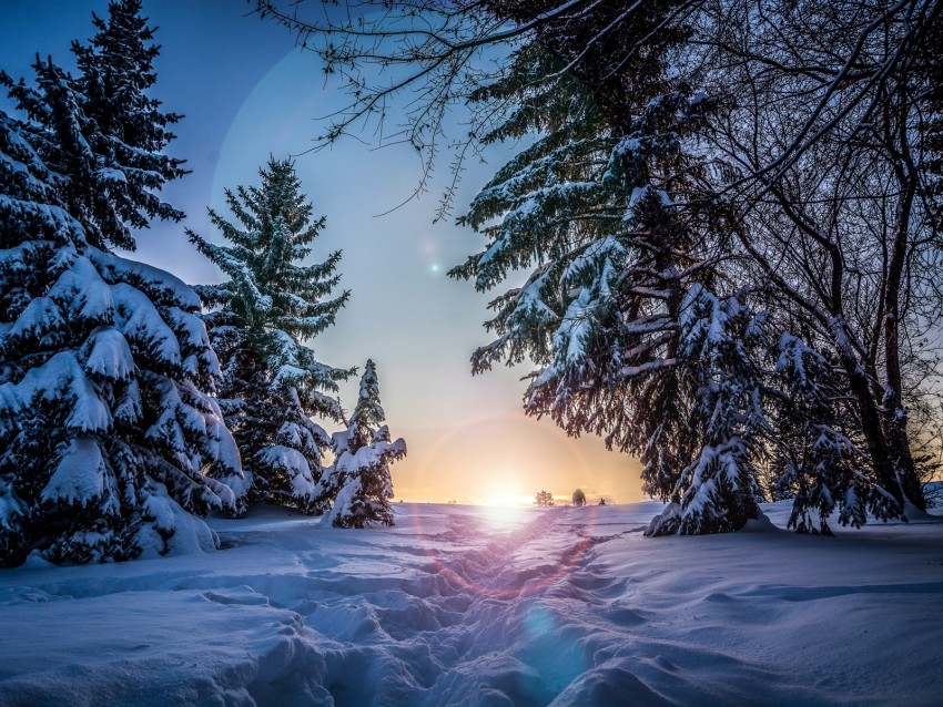 winter, snow, sunlight, path, trees