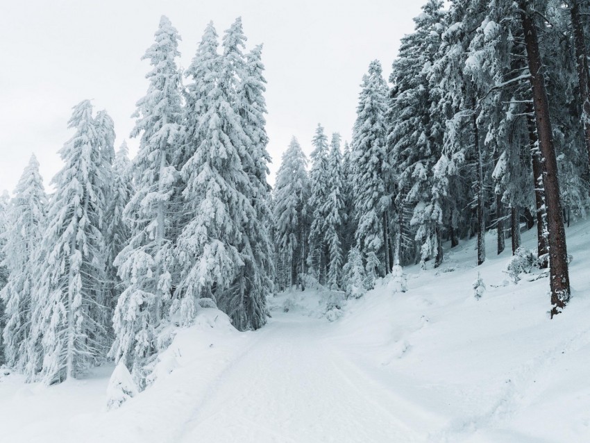 winter, snow, trees, path, snowy