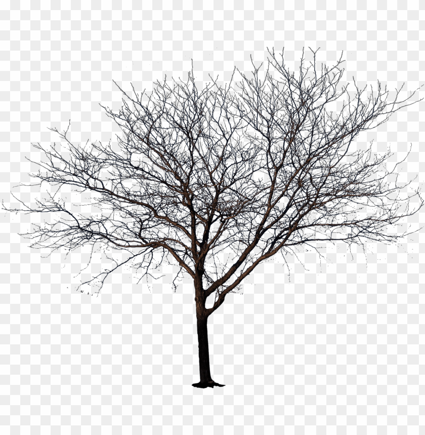 Download Winter Tree Png Transparent Library Tree No Leaves Png Image With Transparent Background Toppng