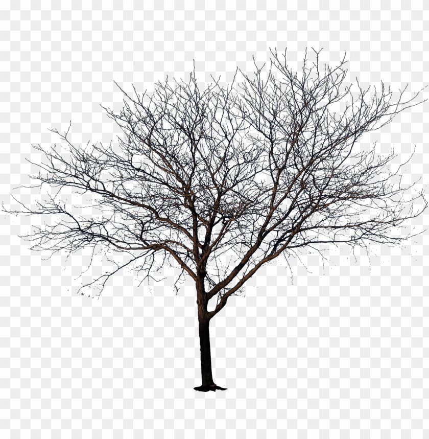 Winter Tree Png Transparent Library Tree No Leaves Png Image With Transparent Background Toppng