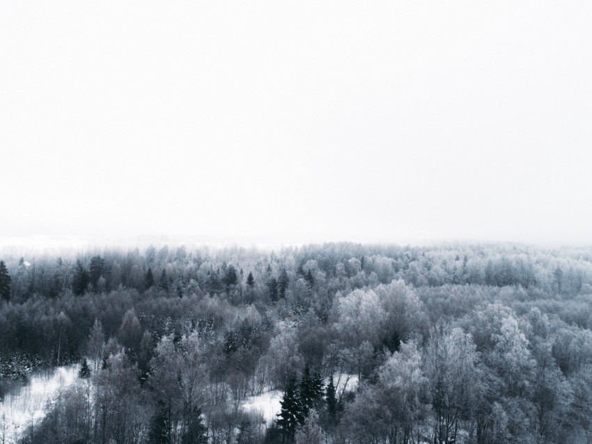 winter, trees, aerial view, minimalism, white