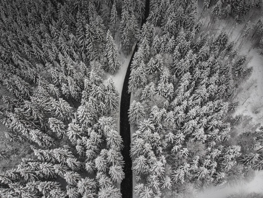 winter, trees, aerial view, snow, road