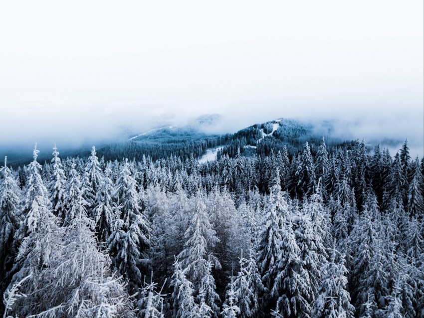 winter, trees, fog, snow, aerial view, forest