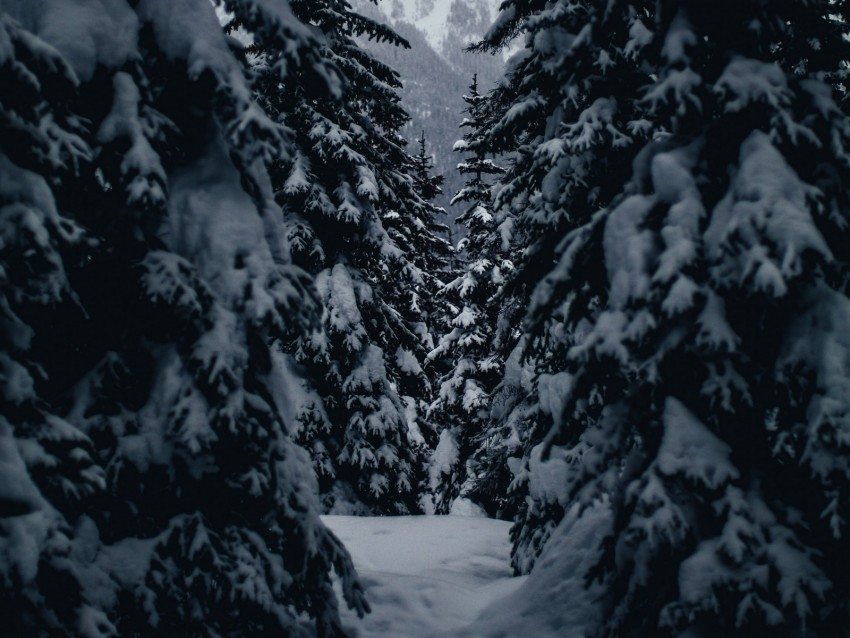 winter, trees, passage, snowy