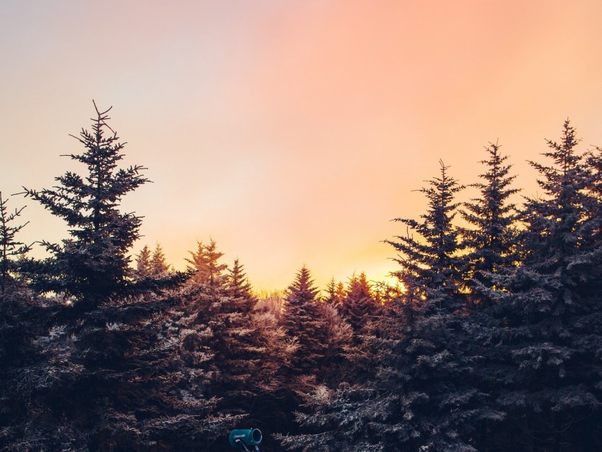 winter, trees, sunset, view, landscape
