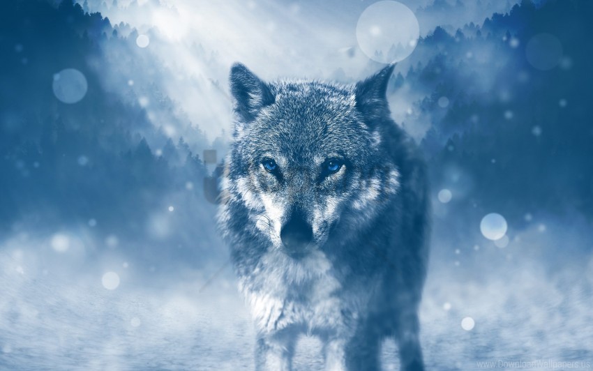 winter wolf 4k wallpaper background best stock photos | TOPpng