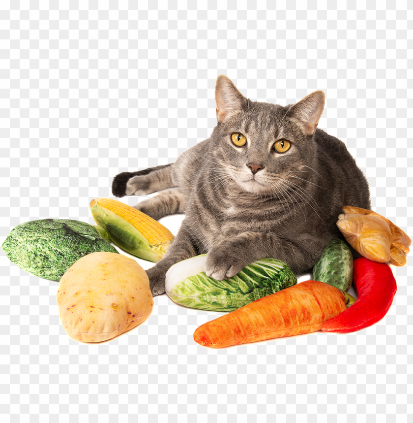 With Silver Vine  Catnip - Cat Grabs Treat PNG Transparent With Clear Background ID 442188