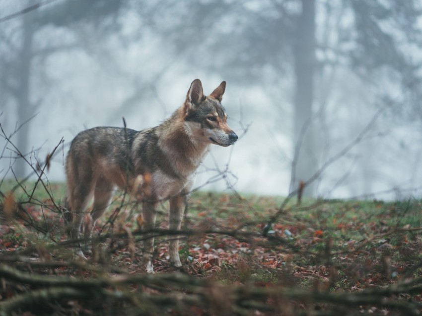 wolf, coyote, dog, forest, fog