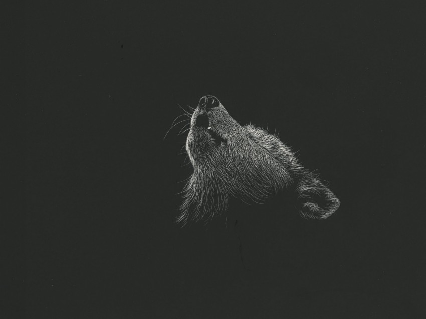 wolf, howl, art, drawing, bw