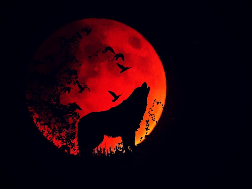 wolf, howl, silhouette, full moon, fire moon