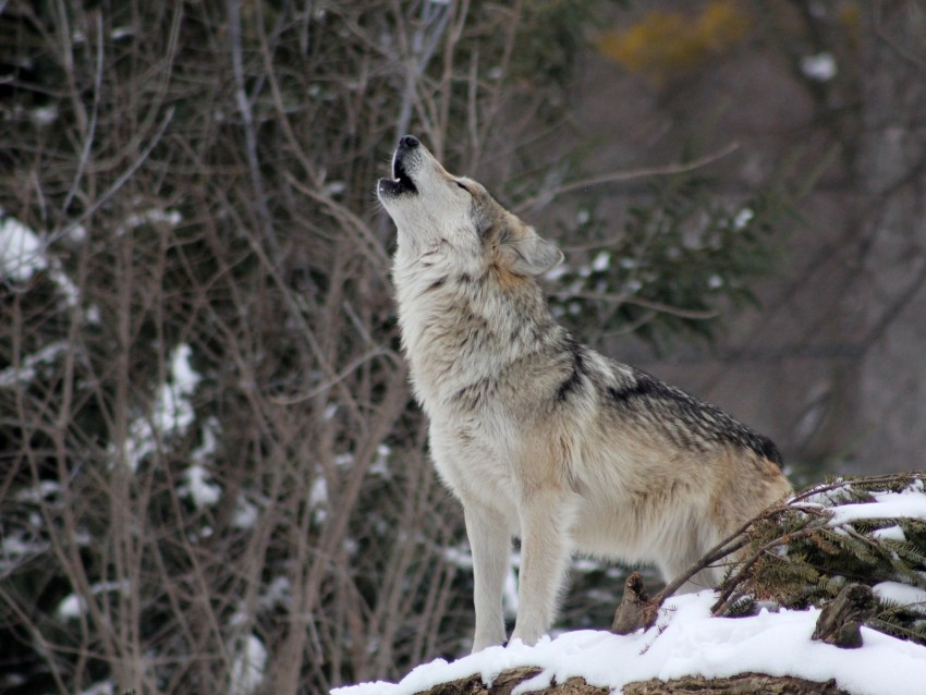 free PNG wolf, howling, wildlife, winter, predator background PNG images transparent