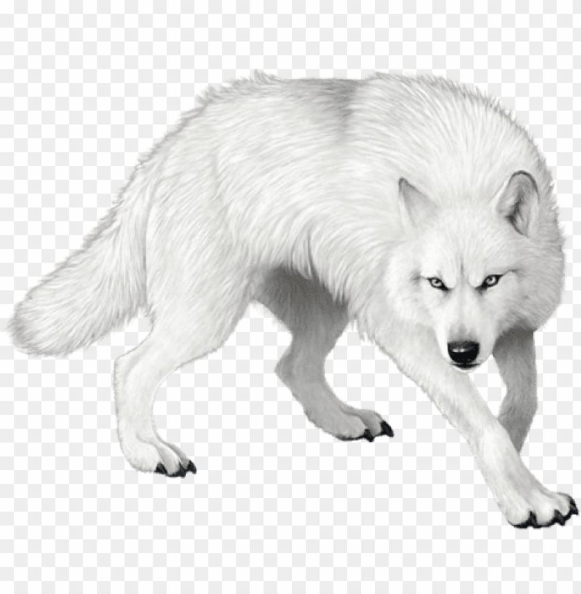 wolf png clipart - loup blanc dans la 